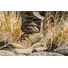 Ботинки Salomon XA Forces MID GTX Coyote Фото 4